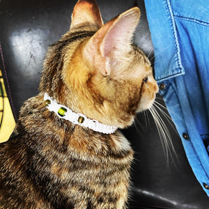The Jetta (11”)- Custom Hemp Cat Collar